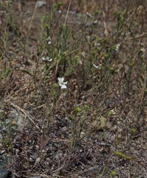 Image of hayfield tarweed