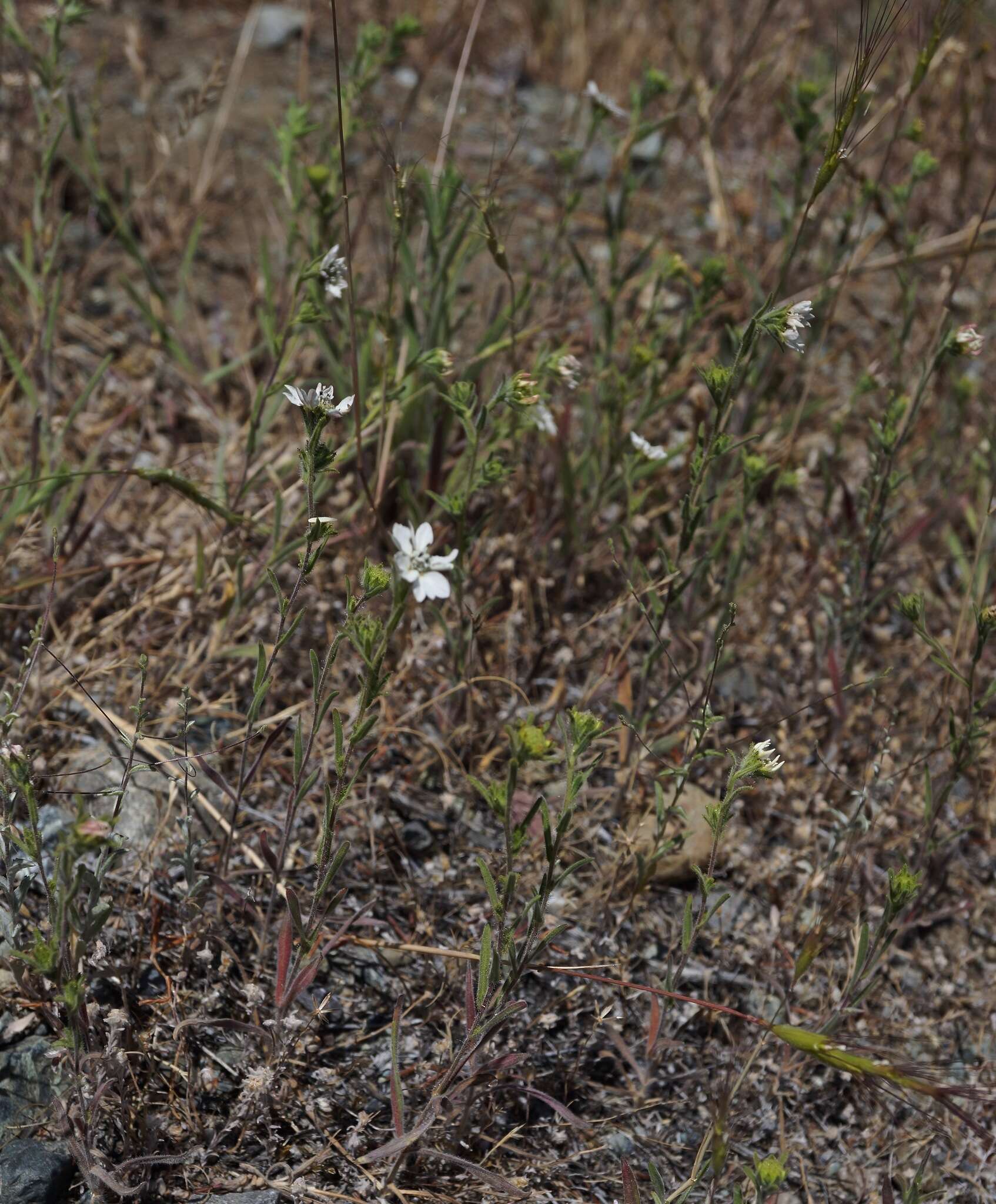 Image of hayfield tarweed