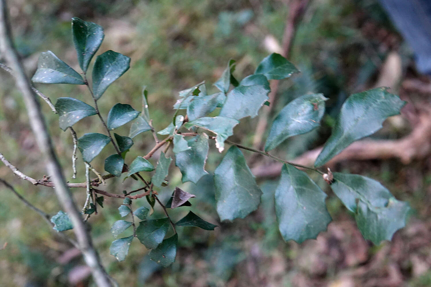 Imagem de Cupaniopsis shirleyana (Bailey) Radlk.