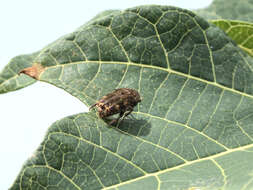 Image of Asian mango flower beetle