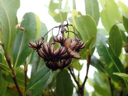 Слика од Medusagyne oppositifolia Baker