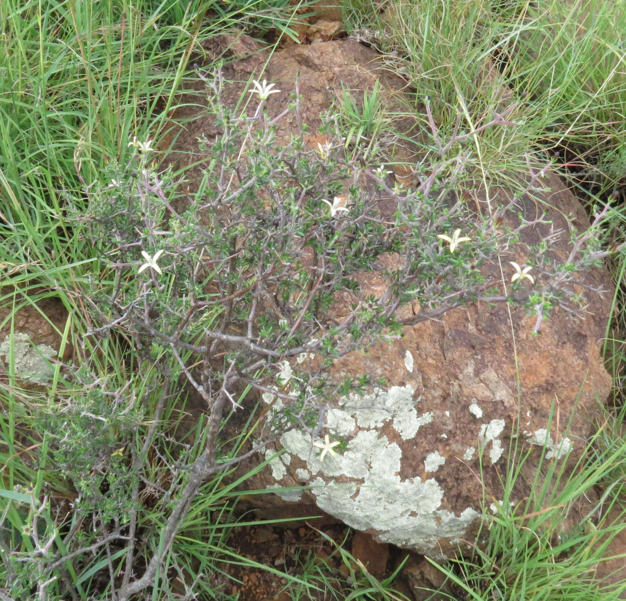 Image of Wahlenbergia albens (Spreng. ex A. DC.) Lammers