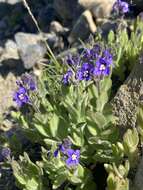 Image of Copeland's speedwell