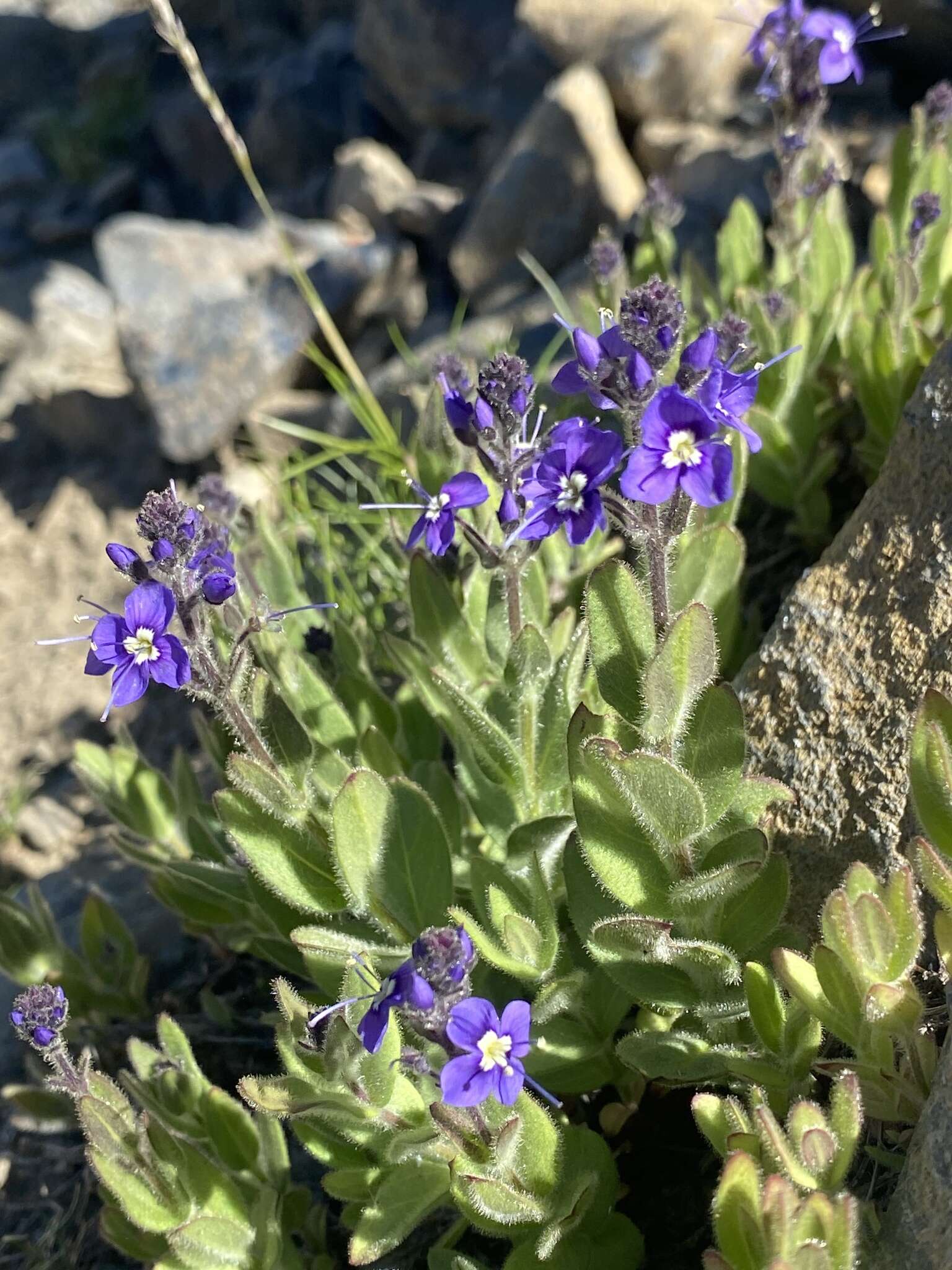 Image of Copeland's speedwell