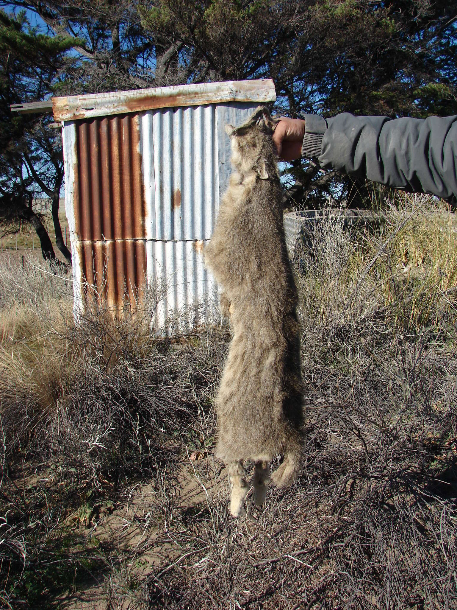 Image of Pampas cat