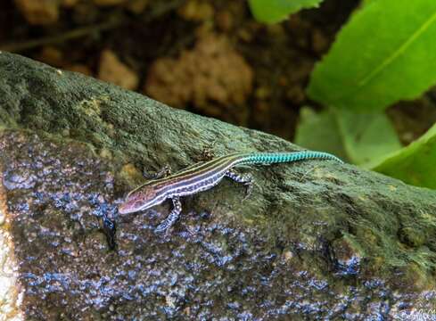 Image of Iberian Wall Lizard