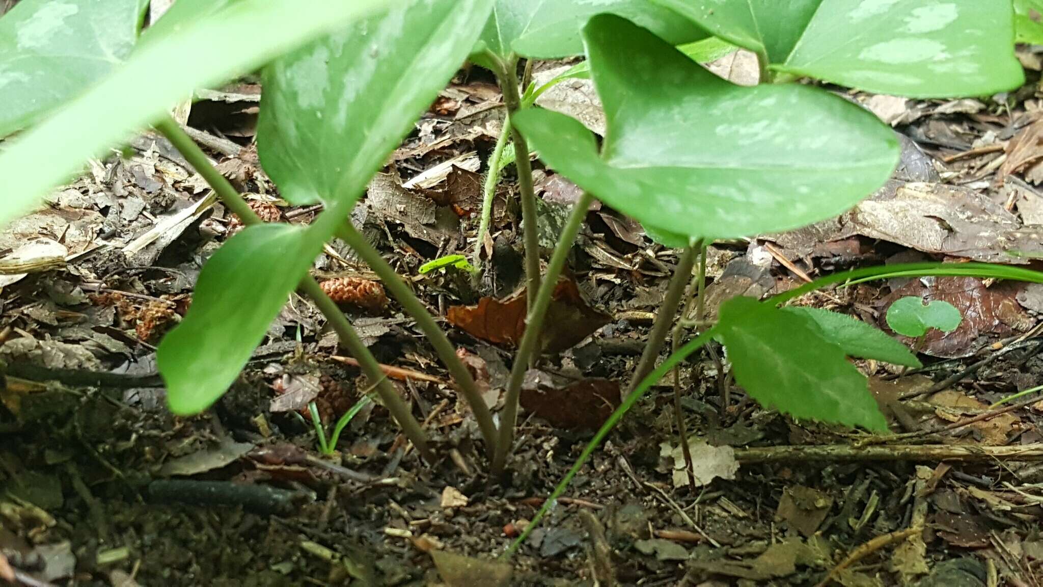 Image de Hexastylis arifolia (Michx.) Small