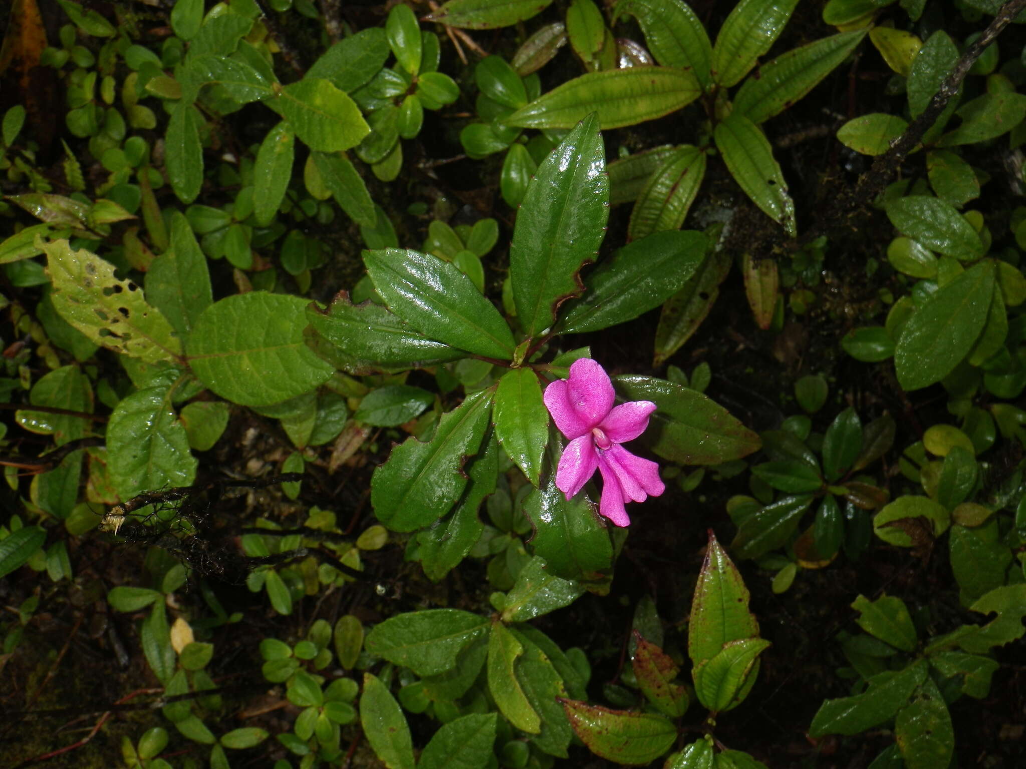 Imagem de Impatiens firmula Baker