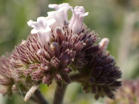 Image of Pacific yerba santa