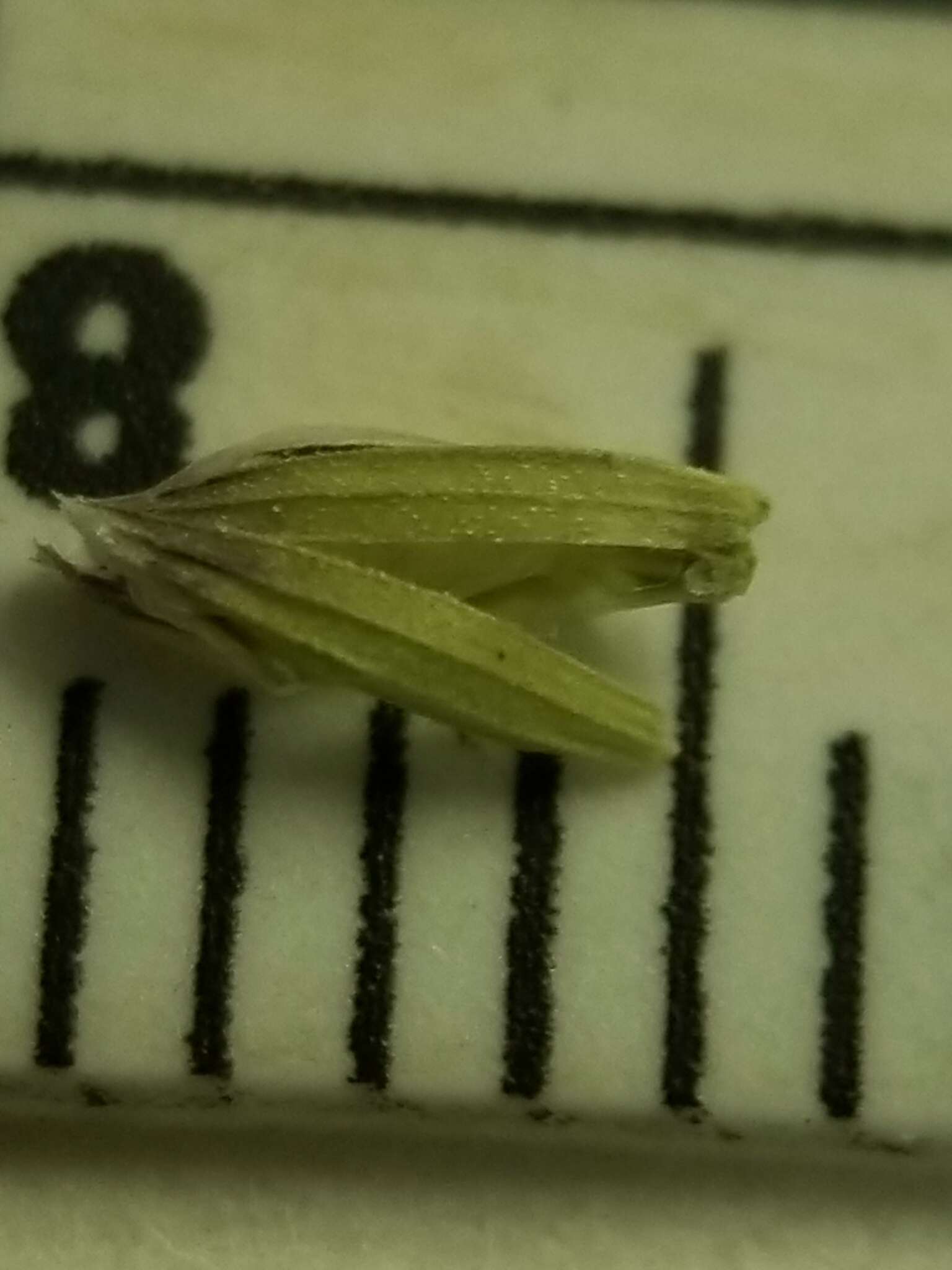 Imagem de Torreyochloa pallida var. pallida