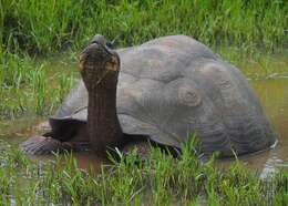 Image of Abingdon Island Giant Tortoise