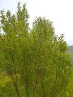 Plancia ëd Leucadendron salicifolium (Salisb.) I. Williams