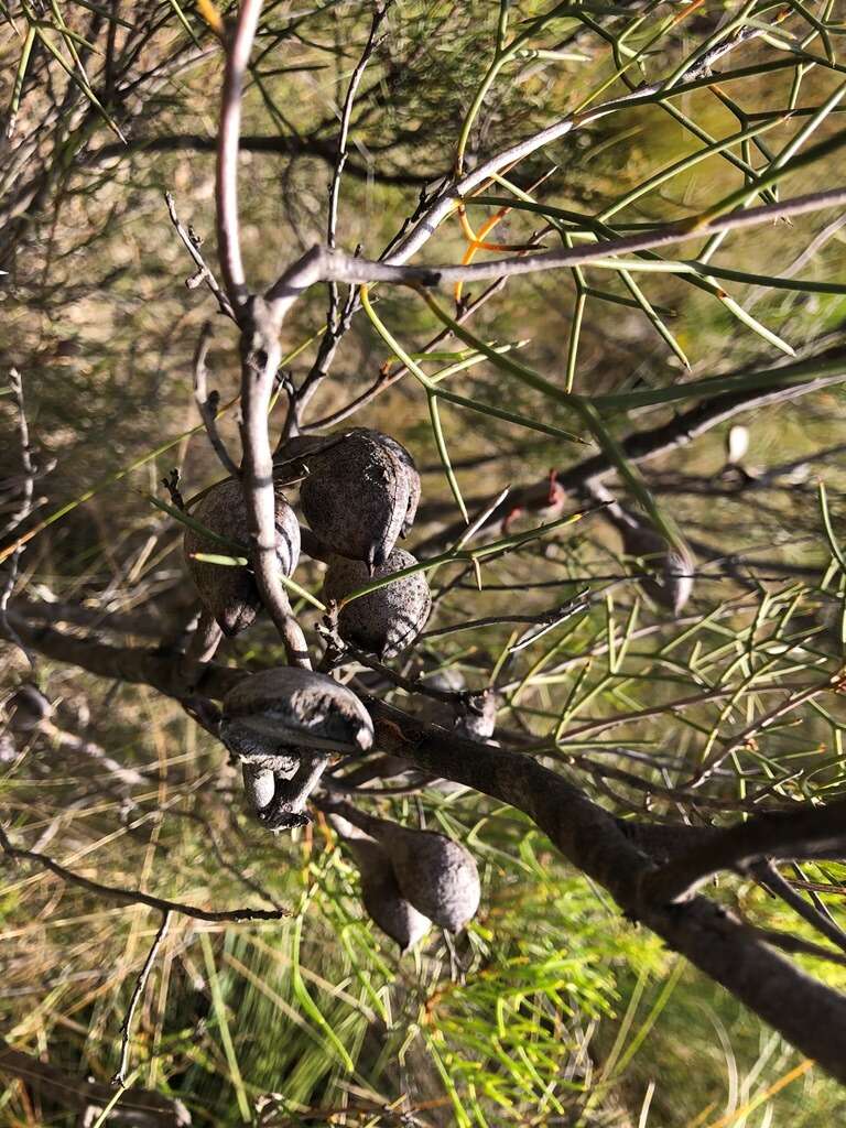 Image of Hakea purpurea Hook.