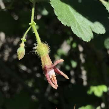 Image of canyon gooseberry