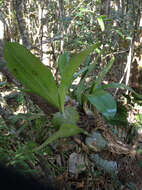 Image of Bulbophyllum hamelinii W. Watson