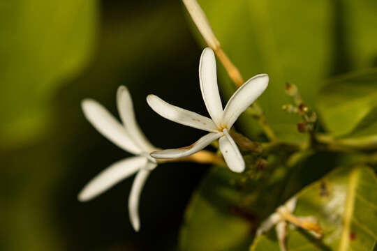 Image de Saba senegalensis (A. DC.) Pichon