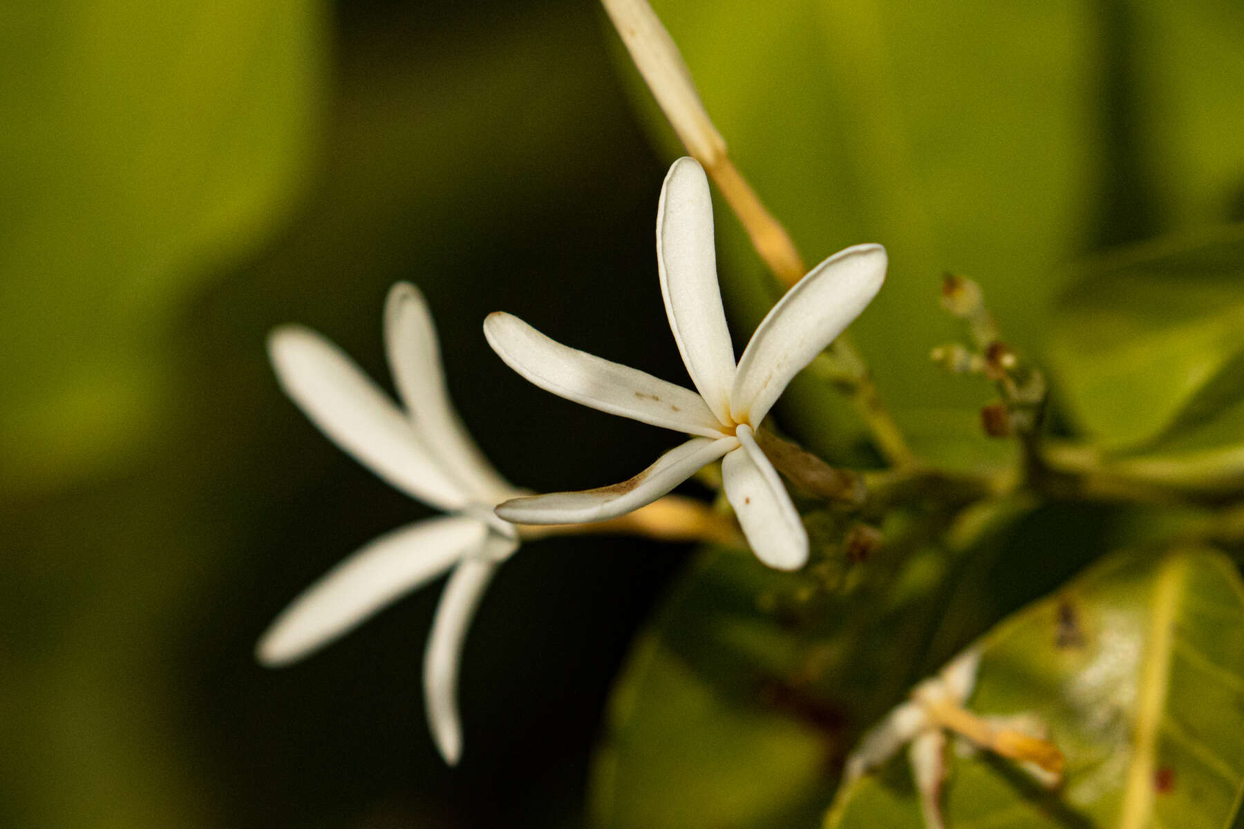 Image of Senegal saba