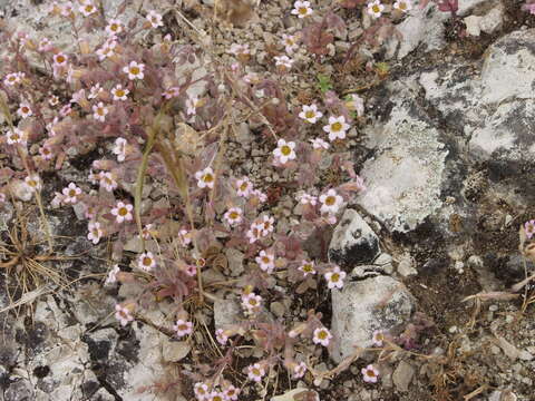 Image of Sedum mucizonia