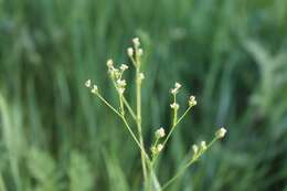 Image of Galium octonarium (Klokov) Pobed.