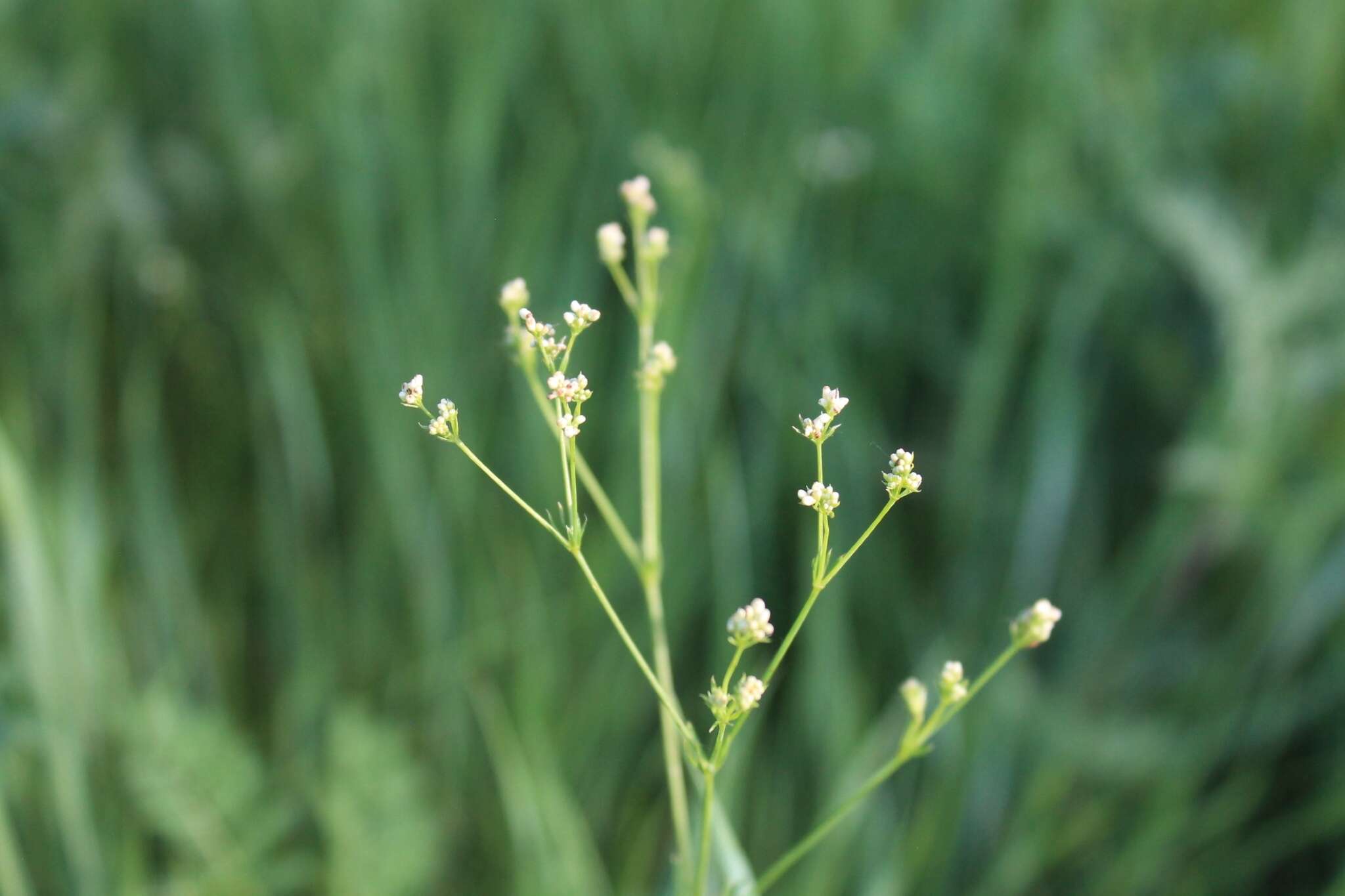 Image of Galium octonarium (Klokov) Pobed.