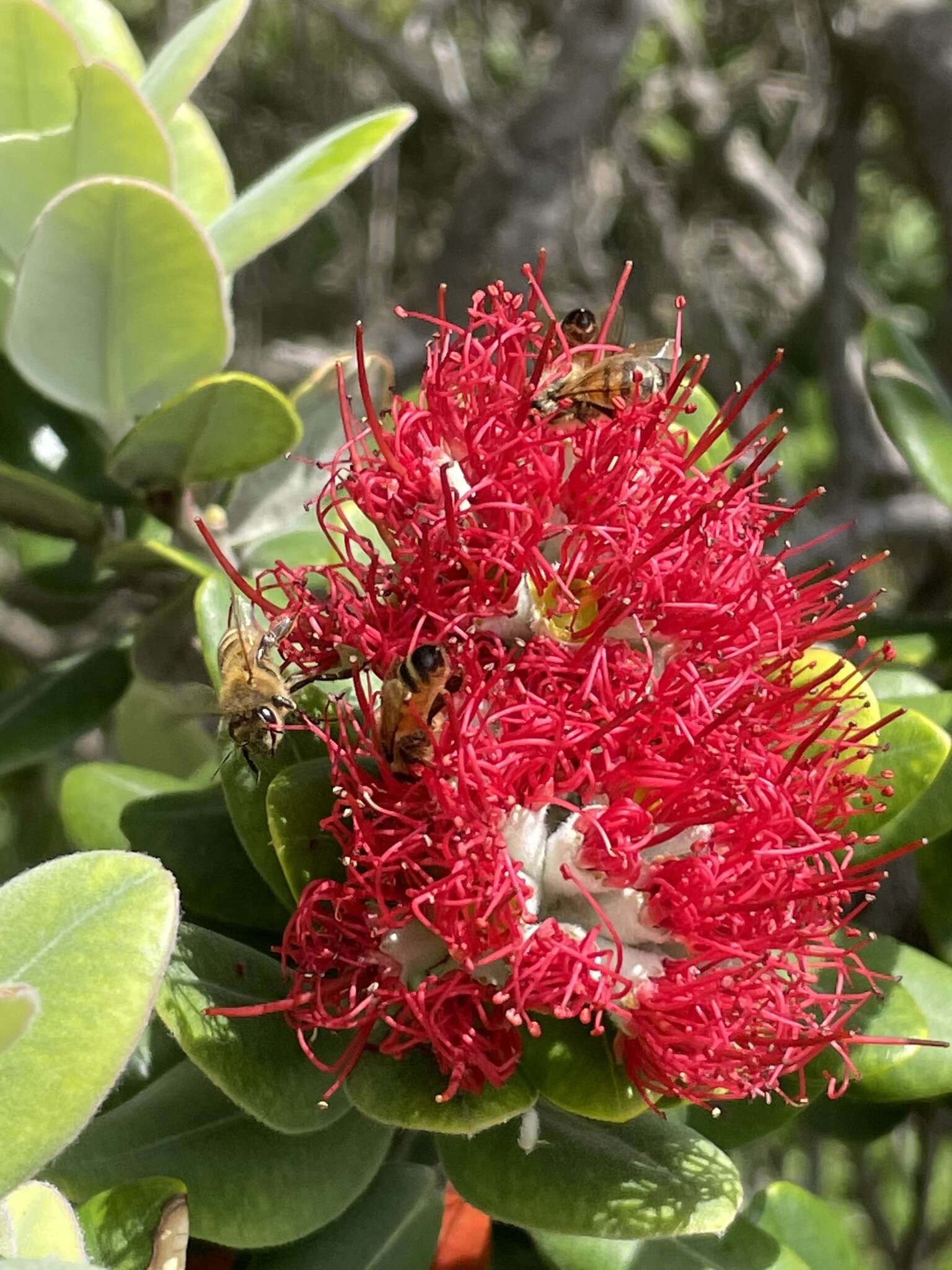 Image of Metrosideros nervulosa C. Moore & F. Müll.