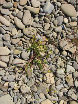 Image of margined buttercup