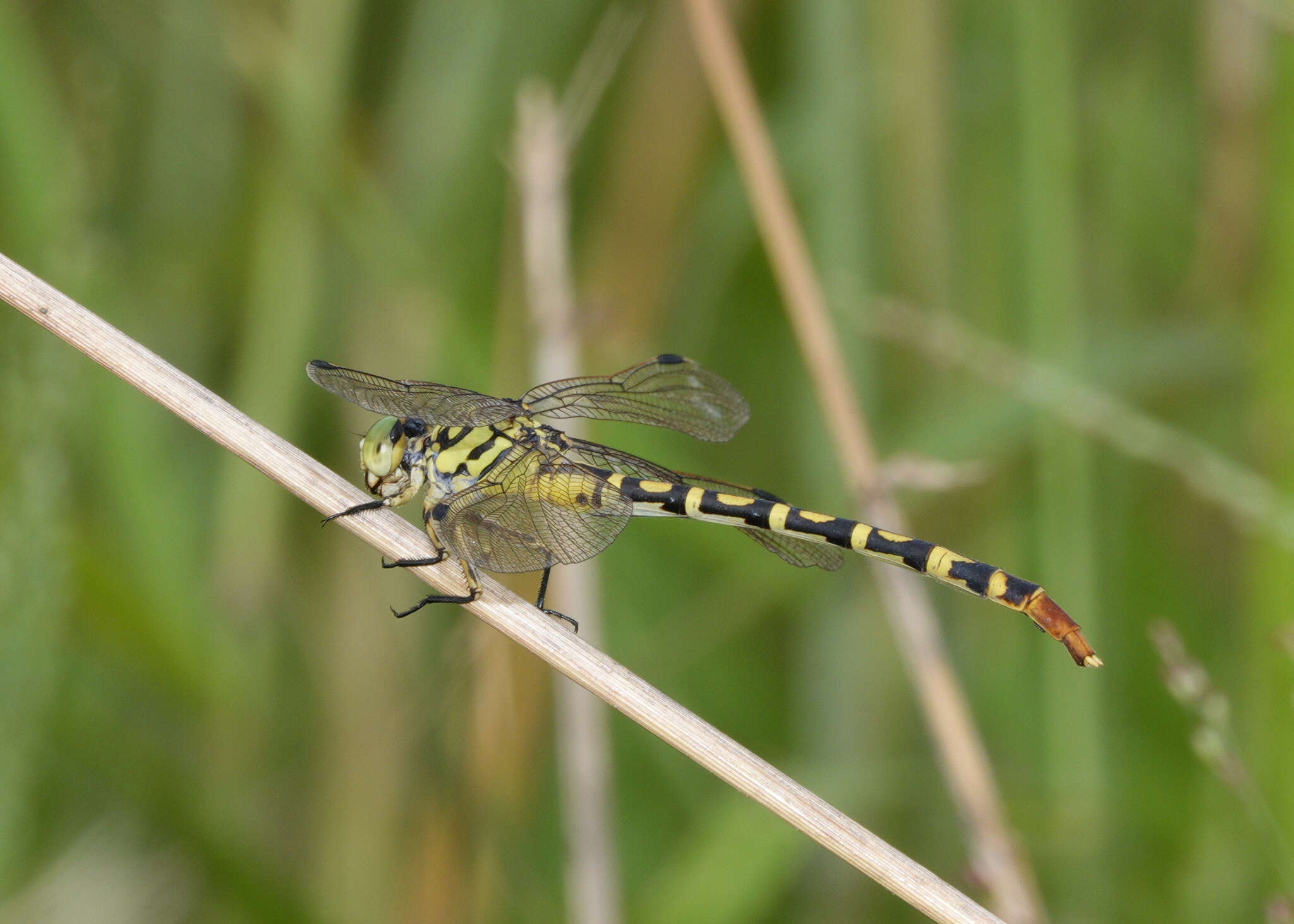 صورة Antipodogomphus neophytus Fraser 1958