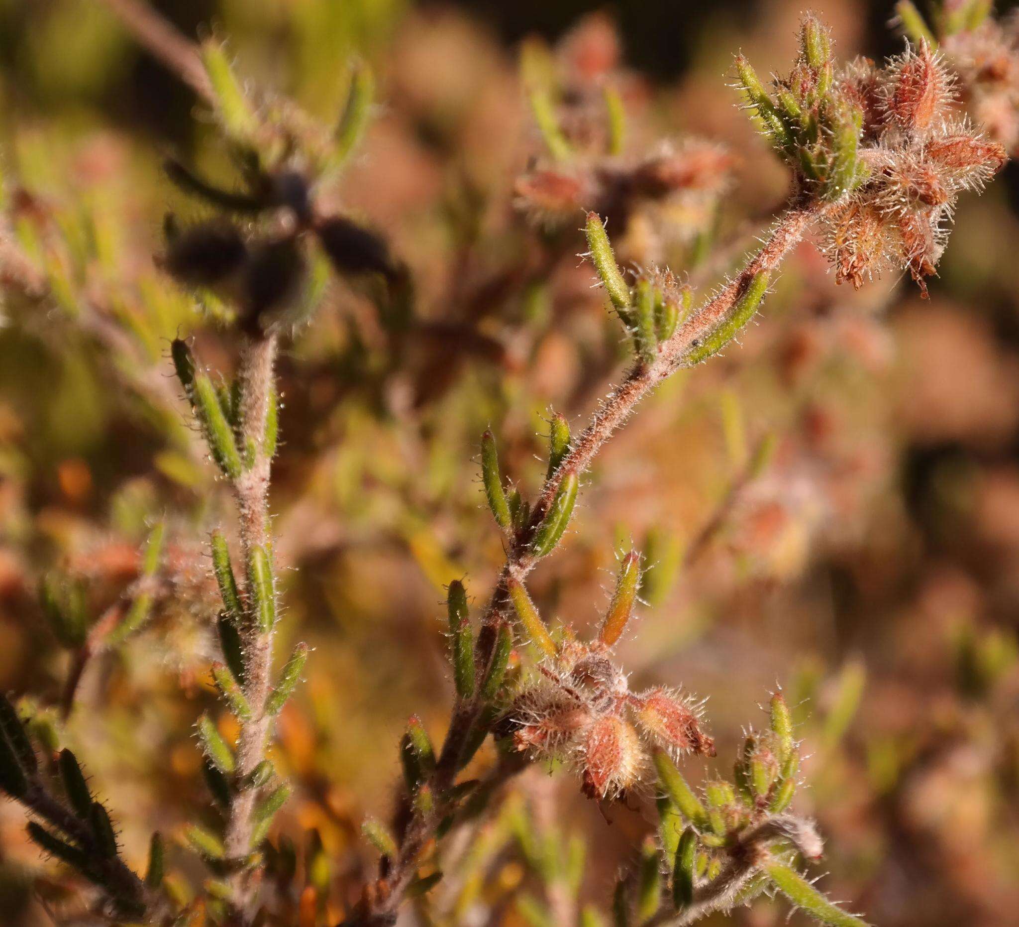 Image of Erica arachnocalyx E. G. H. Oliver