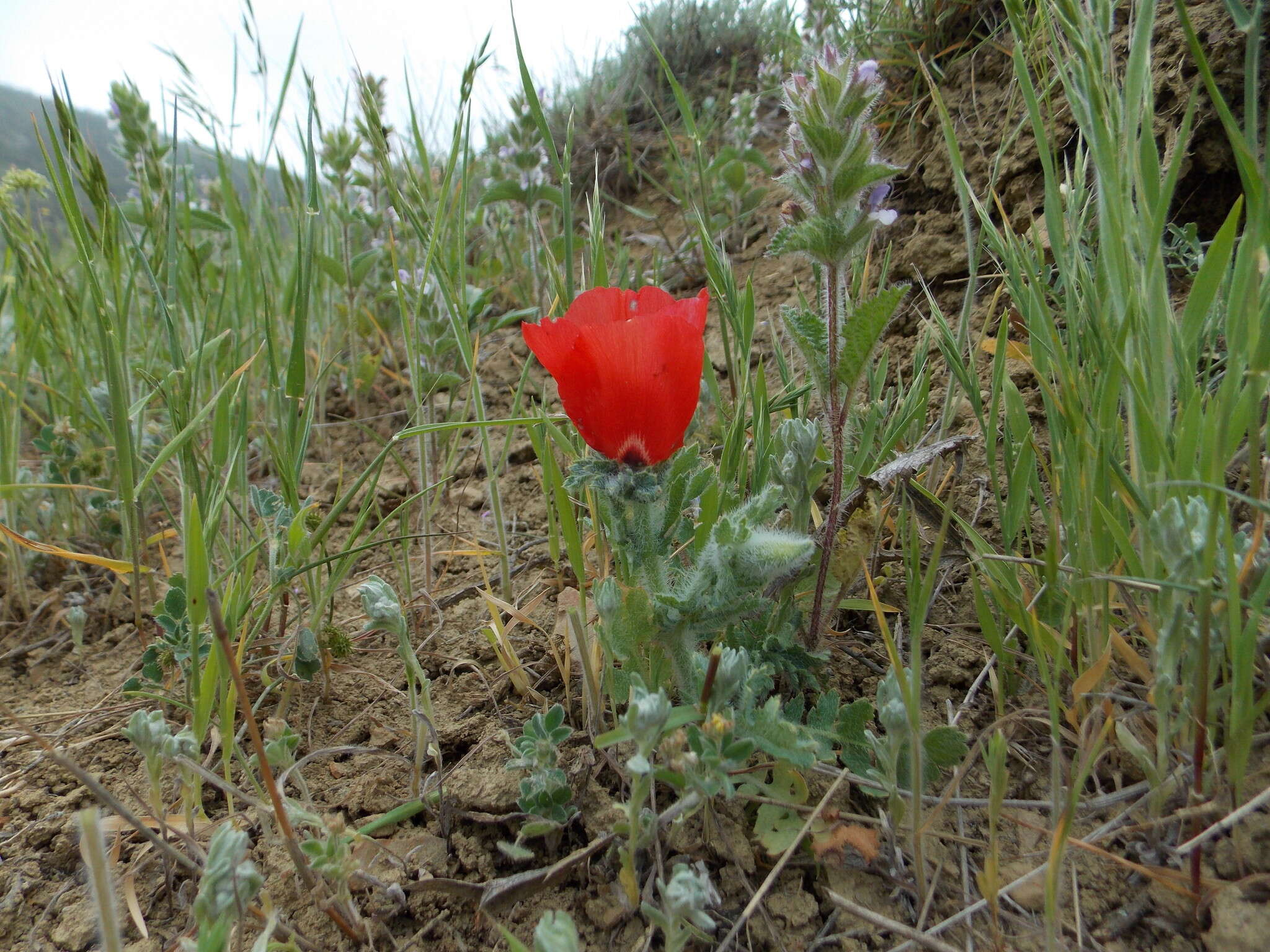 Image of blackspot hornpoppy