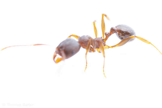 Image of Aphaenogaster occidentalis (Emery 1895)