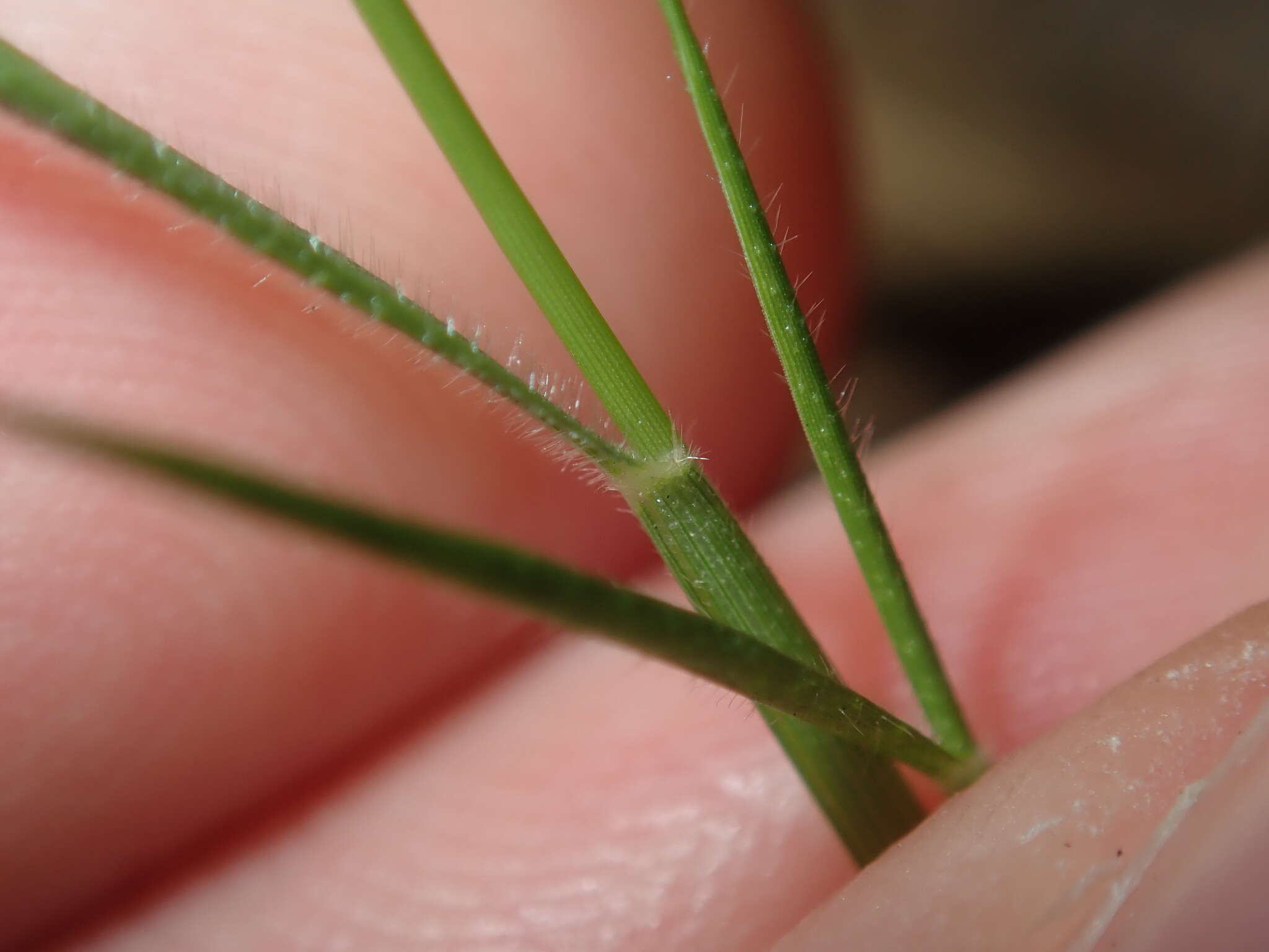 Plancia ëd Setaria criniformis (S. T. Blake) R. D. Webster