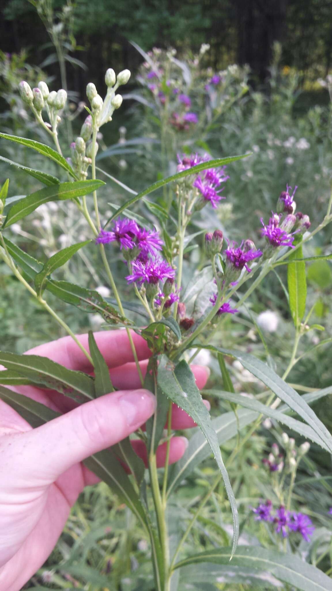 Image of prairie ironweed