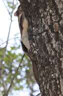 Image of American Flying Squirrels