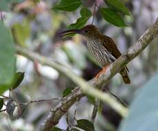 Image of Streaked Spiderhunter