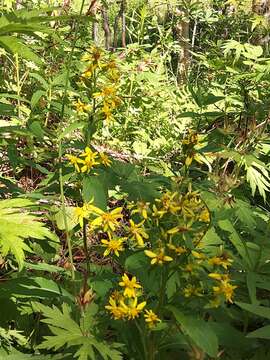 Image of Solidago spiraeifolia Fisch. ex Herder