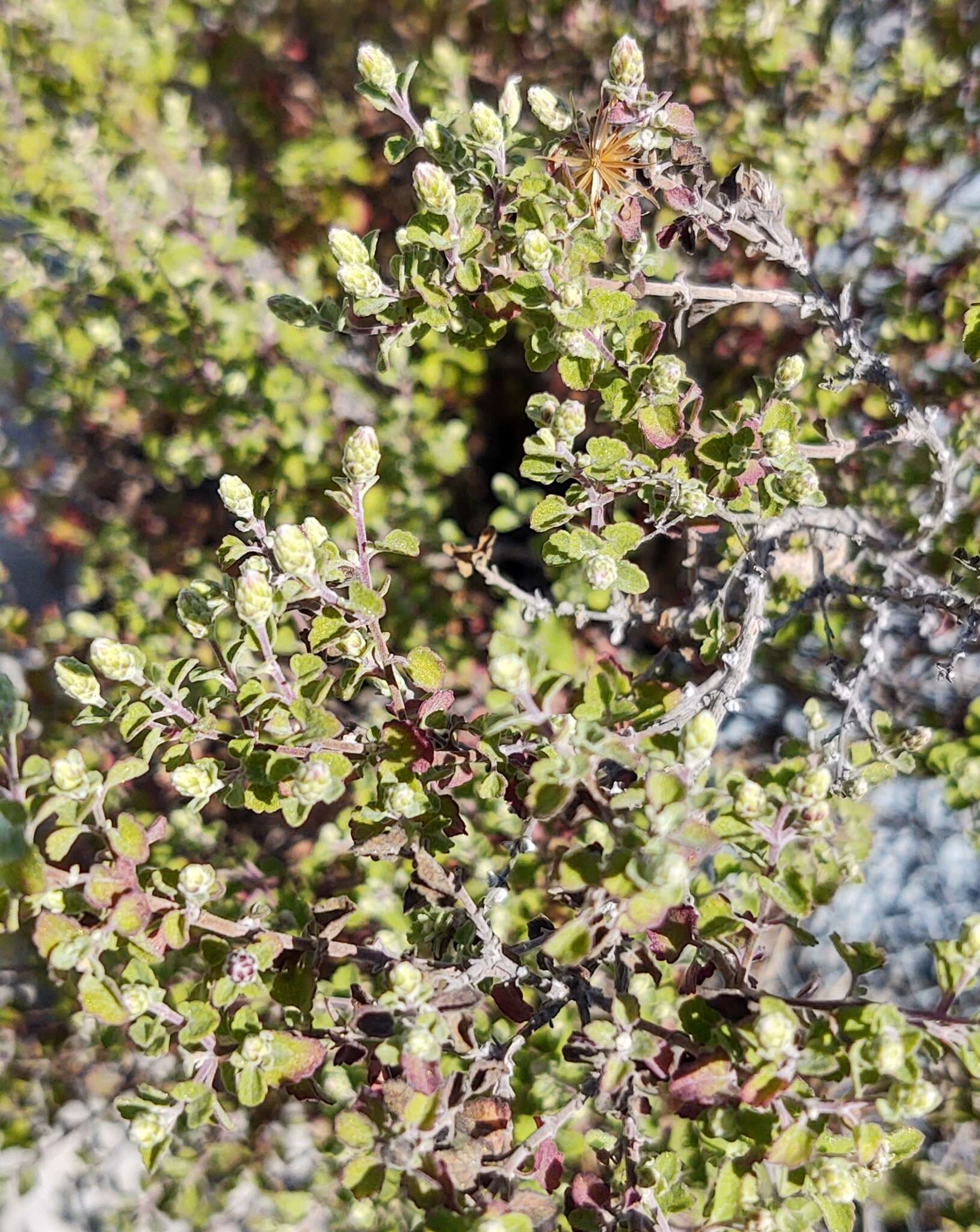 Brickellia veronicifolia (Kunth) A. Gray的圖片