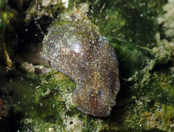 Image of Haminoea orteai Talavera, Murillo & Templado 1987