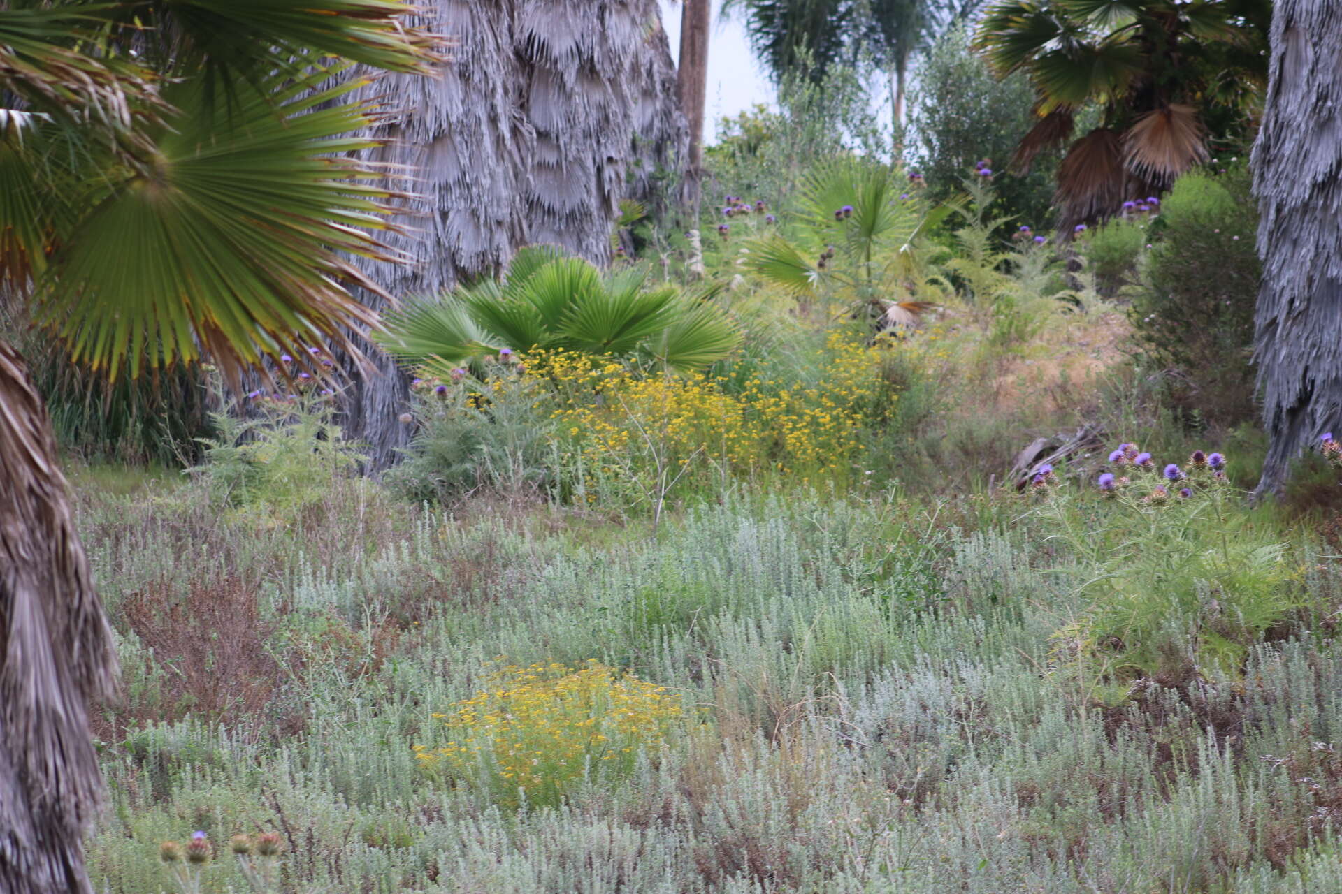 Image of <i>Senecio <i>linearifolius</i></i> var. linearifolius