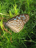 Image of Ideopsis similis persimilis Moore