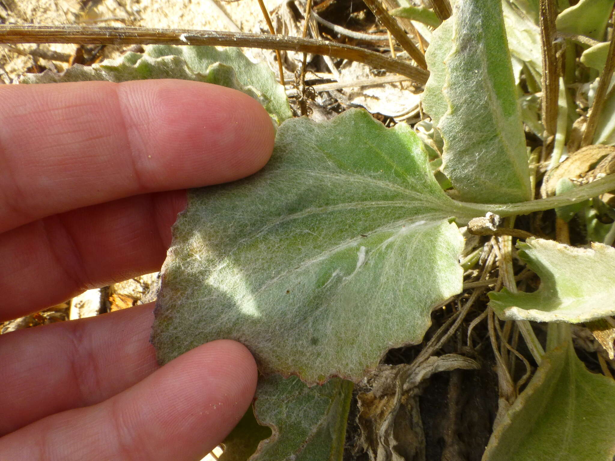 Image de Arctotis verbascifolia Harv.