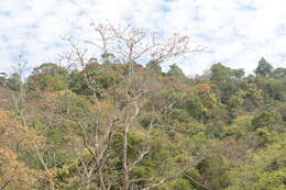 Image of Ficus arnottiana (Miq.) Miq.