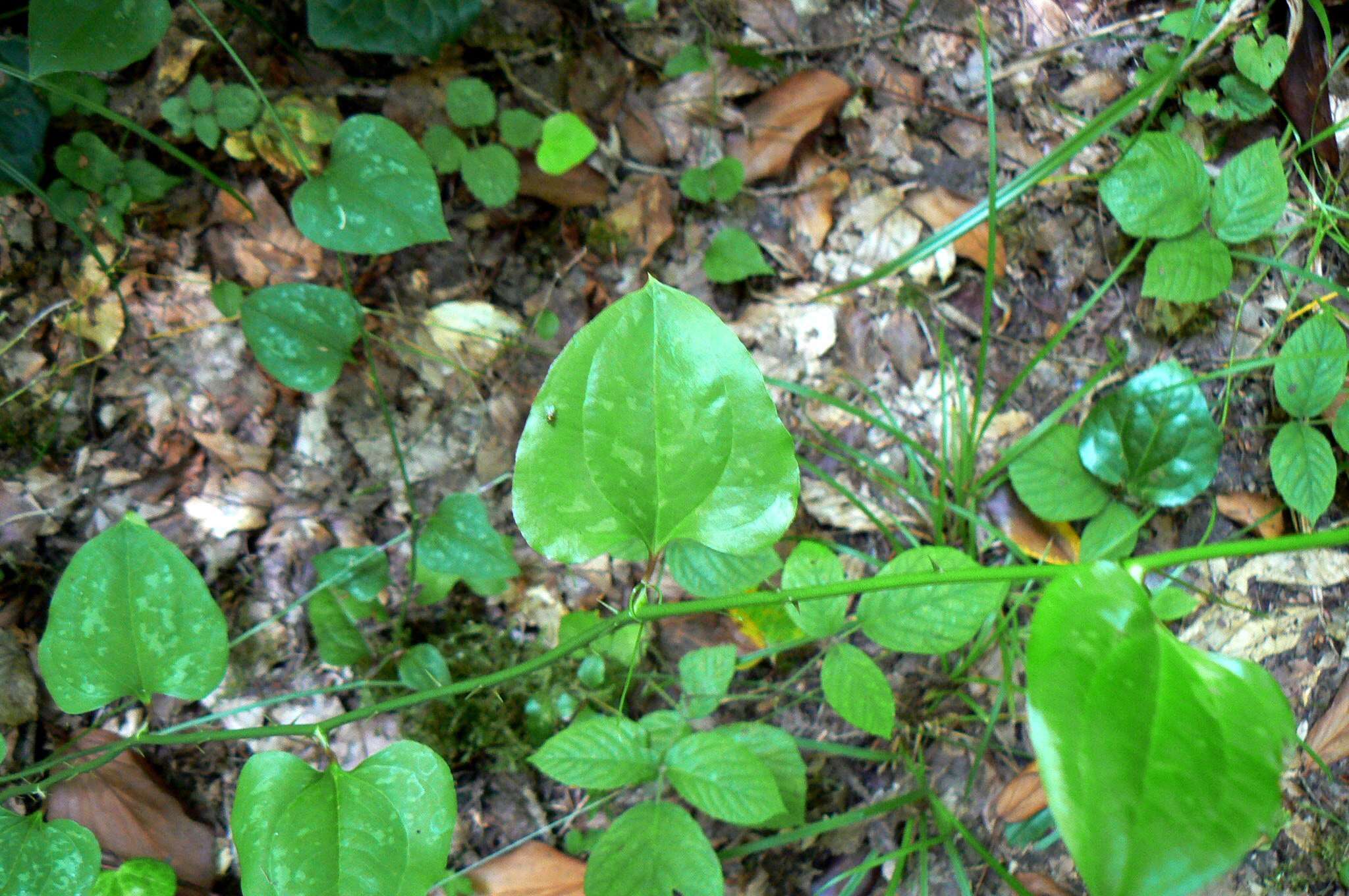 Imagem de Smilax excelsa L.