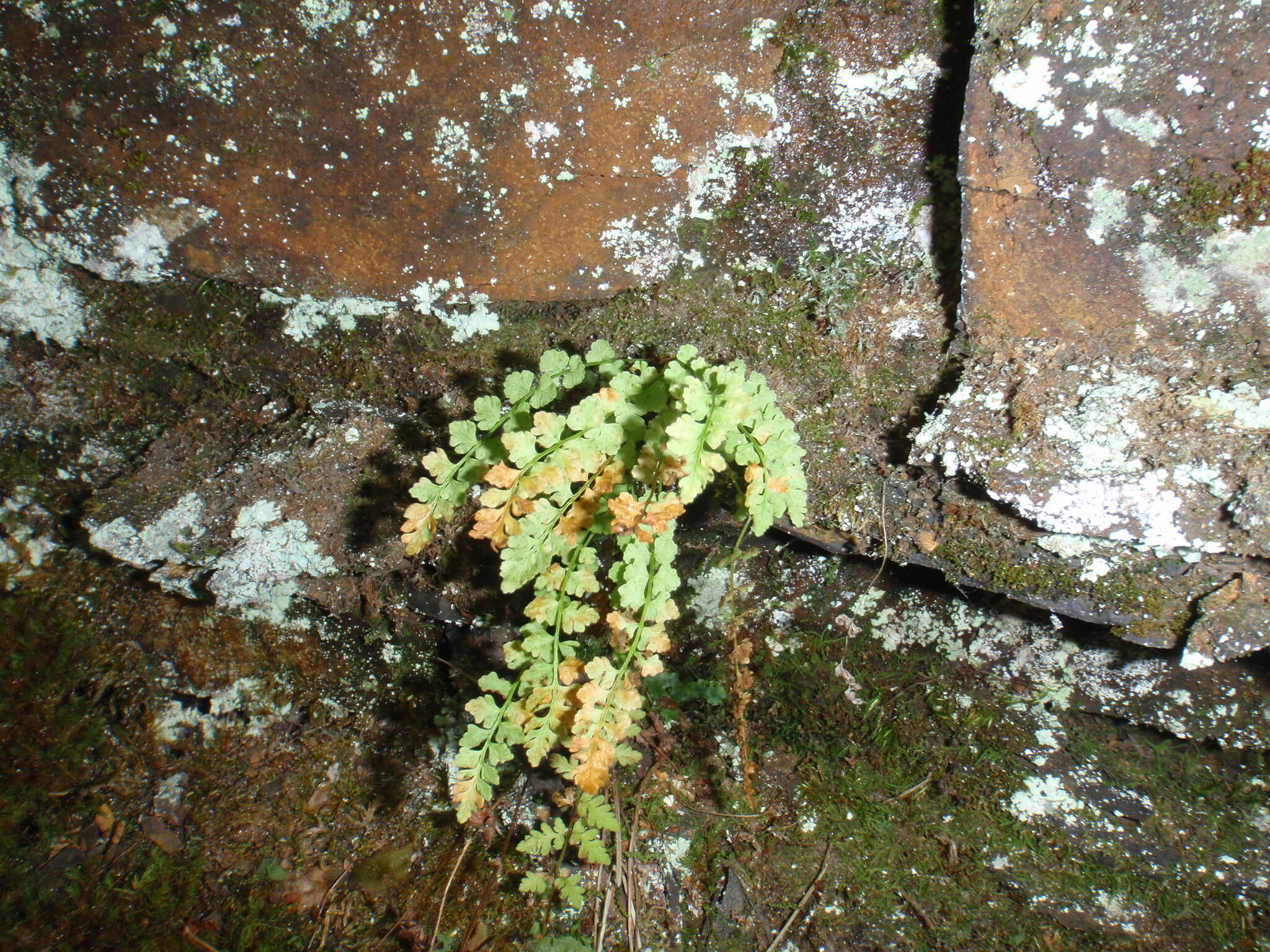 Image of smooth woodsia