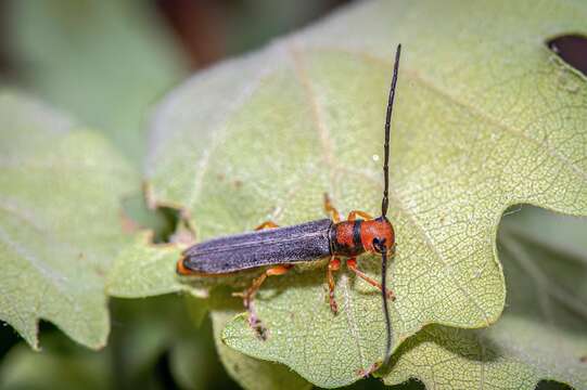 Image of Leafy Spurge Stem Boring Beetle