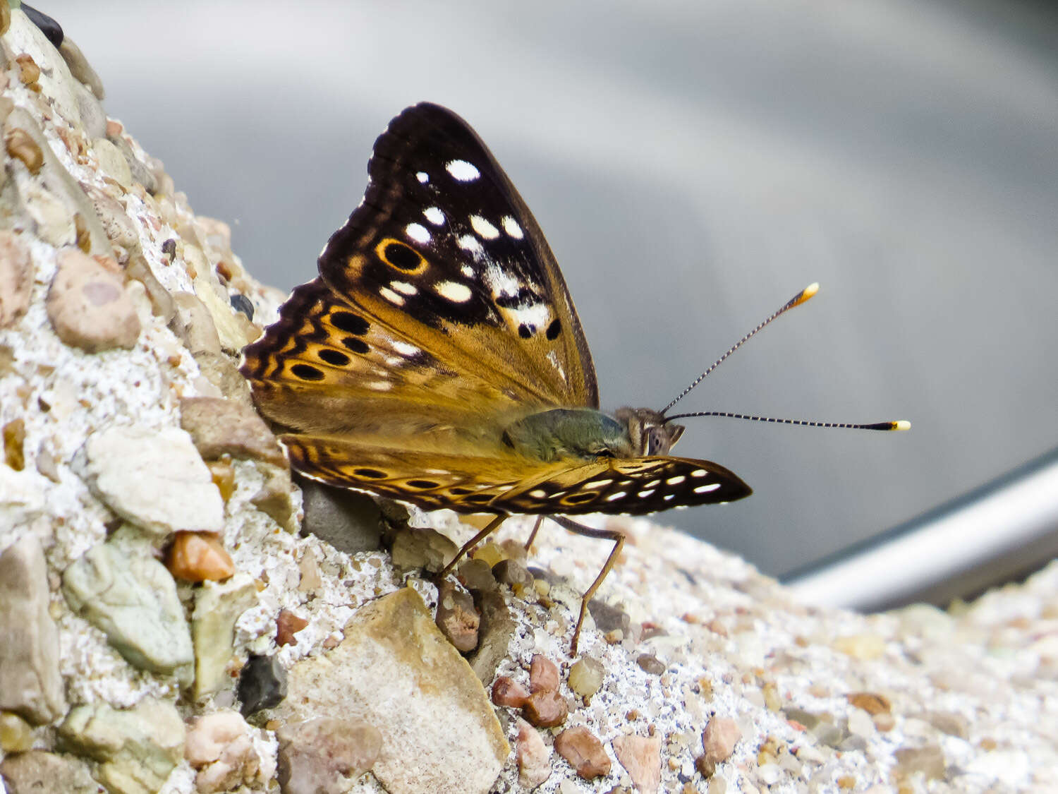 Image de Papillon du micocoulier