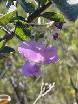 صورة Podalyria cordata R. Br.