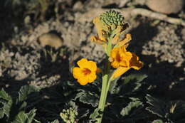 Image of Argylia robusta Sandwith