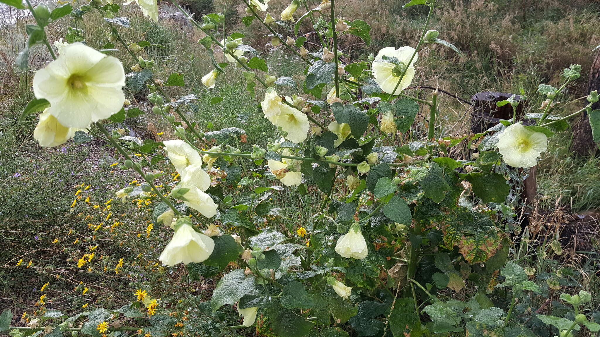 Image of hollyhock