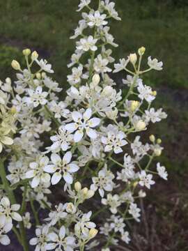 Image of Virginia Bunchflower