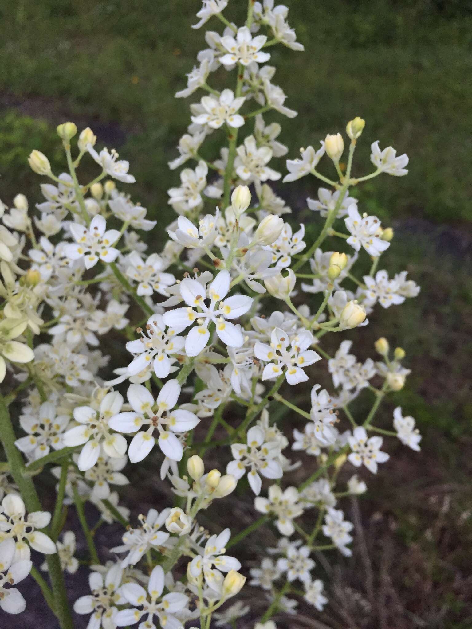 Sivun Veratrum virginicum (L.) W. T. Aiton kuva